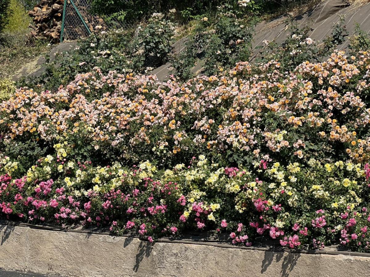 Au Parfum Des Roses Lejlighed Gunstett Eksteriør billede